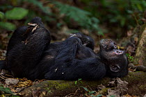 Eastern chimpanzee (Pan troglodytes schweinfurtheii) male 'Faustino' aged 22 years resting on a fallen branch. Gombe National Park, Tanzania.