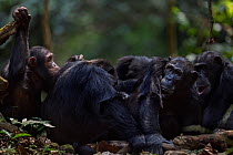 Eastern chimpanzee (Pan troglodytes schweinfurtheii) female 'Nuru' aged 21years being groomed in a bigger group. Gombe National Park, Tanzania.