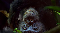 Eastern chimpanzee (Pan troglodytes schweinfurtheii) female 'Fanni' aged 30 years resting on her back. Gombe National Park, Tanzania.
