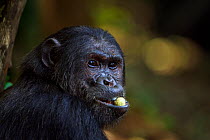 Eastern chimpanzee (Pan troglodytes schweinfurtheii) 'Alpha' male 'Ferdinand' aged 19 years feeding on fruit - head portrait. Gombe National Park, Tanzania.