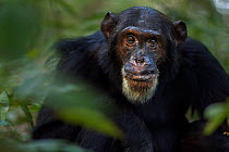 Eastern chimpanzee (Pan troglodytes schweinfurtheii) male 'Freud' aged 40 years feeding on fruit head and shoulders portrait. Gombe National Park, Tanzania.