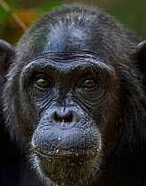 Eastern chimpanzee (Pan troglodytes schweinfurtheii) female 'Fanni' aged 30 years head and shoulders portrait. Gombe National Park, Tanzania.