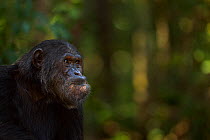 Eastern chimpanzee (Pan troglodytes schweinfurtheii) alpha male 'Ferdinand' aged 19 years sitting  feeding on a wodge of Mbula fruit - portrait. Gombe National Park, Tanzania.
