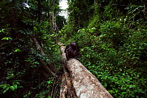 Eastern chimpanzee (Pan troglodytes schweinfurtheii) male 'Frodo' aged 35 years walking along a fallen tree. Gombe National Park, Tanzania.