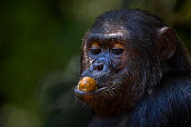 Eastern chimpanzee (Pan troglodytes schweinfurtheii) alpha male 'Ferdinand' aged 19 years feeding on fruit. Gombe National Park, Tanzania.