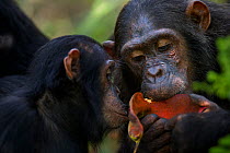 Eastern chimpanzee (Pan troglodytes schweinfurtheii) juvenile female orphan 'Mambo' aged 7 years watching adolescent female 'Flirt' aged 13 years feeding on seed pods. Gombe National Park, Tanzania.