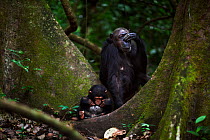 Eastern chimpanzee (Pan troglodytes schweinfurtheii) female 'Gremlin' aged 40 years with her infant son 'Gizmo' aged 1-2 years sitting between two trees. Gombe National Park, Tanzania.