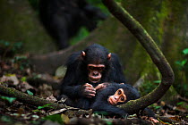Eastern chimpanzee (Pan troglodytes schweinfurtheii) juvenile male 'Gimli' aged 7 years grooming his baby brother 'Gizmo' aged 1-2 years. Gombe National Park, Tanzania.