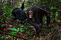 Eastern chimpanzee (Pan troglodytes schweinfurtheii) adolescent female 'Golden' aged 13 years walking while others groom in the background. Gombe National Park, Tanzania.