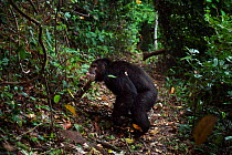 Eastern chimpanzee (Pan troglodytes schweinfurtheii) alpha male 'Ferdinand' aged 19 years warning others away from the baboon kill he is holding in his mouth. Gombe National Park, Tanzania.