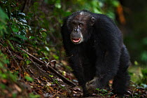 Eastern chimpanzee (Pan troglodytes schweinfurtheii) male 'Apollo' aged 32 years displaying. Gombe National Park, Tanzania.