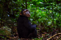 Eastern chimpanzee (Pan troglodytes schweinfurtheii) adolescent male 'Fudge' aged 14 years sitting portrait. Gombe National Park, Tanzania.