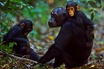 Eastern chimpanzee (Pan troglodytes schweinfurtheii) infant male 'Fifty' aged 9 months sitting on his  mother 'Fanni's' back aged 30 years with sister 'Fadhila' aged 3 years. Gombe National Park, Tanz...