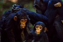 Eastern chimpanzee (Pan troglodytes schweinfurtheii) infant male 'Fifty' aged 9 months sitting with his sister 'Fadhila' aged 3 years while his mother 'Fanni' aged 30 years grooms his other sister 'Fa...