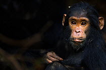 Eastern chimpanzee (Pan troglodytes schweinfurtheii) infant female 'Fadhila' aged 3 years portrait. Gombe National Park, Tanzania.