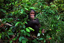 Eastern chimpanzee (Pan troglodytes schweinfurtheii) adolescent male 'Tarzan' aged 11 years feeding on foliage. Gombe National Park, Tanzania.