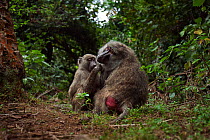 Olive baboon (Papio cynocephalus anubis) juvenile grooming an adult female. Gombe national Park, Tanzania.