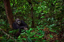 Eastern chimpanzee (Pan troglodytes schweinfurtheii) male 'Frodo' aged 35 years sitting on the forest floor. Gombe National Park, Tanzania.
