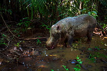 Bearded pig (Sus barbatus) drinking from a pool of water - wide angle perspective. Bako National Park, Sarawak, Borneo, Malaysia.
