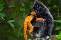 Silvered / silver-leaf langur (Trachypithecus cristatus) female being rough with her  orange coloured young baby aged 1-2 weeks. Bako National Park, Sarawak, Borneo, Malaysia.