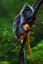 Silvered / silver-leaf langur (Trachypithecus cristatus) female with her orange coloured young  baby aged 1-2 weeks sitting in a tree. Bako National Park, Sarawak, Borneo, Malaysia.