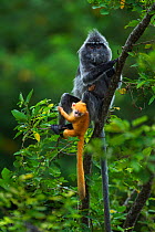 Silvered / silver-leaf langur (Trachypithecus cristatus) female with her  orange coloured young baby aged 1-2 weeks sitting in a tree. Bako National Park, Sarawak, Borneo, Malaysia.
