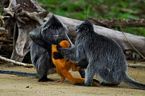 Silvered / silver-leaf langur (Trachypithecus cristatus) fighting over young baby aged 2 weeks. Bako National Park, Sarawak, Borneo, Malaysia.