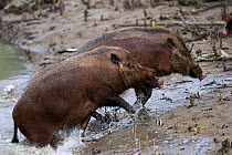 Bearded pigs (Sus barbatus) coming out of the river they have just swam across to get to a new feeding area . Bako National Park, Sarawak, Borneo, Malaysia.