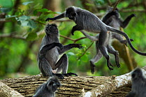 Silvered / silver-leaf langurs (Trachypithecus cristatus) play fighting. Bako National Park, Sarawak, Borneo, Malaysia.