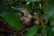 Bearded pig (Sus barbatus) peering through vegetation. Bako National Park, Sarawak, Borneo, Malaysia.