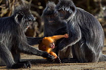 Silvered / silver-leaf langur (Trachypithecus cristatus) fighting over young  baby aged 2 weeks. Bako National Park, Sarawak, Borneo, Malaysia.
