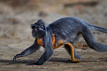 Silvered / silver-leaf langur (Trachypithecus cristatus) female carrying her young  baby aged 1-2 weeks under her belly running on a beach. Bako National Park, Sarawak, Borneo, Malaysia.