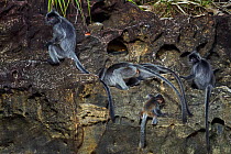 Silvered / silver-leaf langurs (Trachypithecus cristatus) drinking from a rock pool. Bako National Park, Sarawak, Borneo, Malaysia.