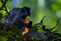 Silvered / silver-leaf langur (Trachypithecus cristatus) female sitting in a tree with her baby aged 1-2 weeks. Bako National Park, Sarawak, Borneo, Malaysia.