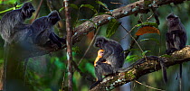 Silvered / silver-leaf langur (Trachypithecus cristatus) female snatching ayoung  baby aged 1-2 weeks. Bako National Park, Sarawak, Borneo, Malaysia.