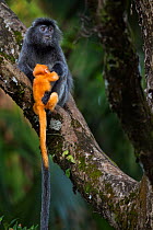 Silvered / silver-leaf langur (Trachypithecus cristatus) female handling a orange coloured young  baby aged 1-2 weeks very roughly. Bako National Park, Sarawak, Borneo, Malaysia.