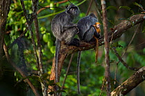 Silvered / silver-leaf langur (Trachypithecus cristatus) females sitting in a tree one with a baby aged 1-2 weeks. Bako National Park, Sarawak, Borneo, Malaysia.