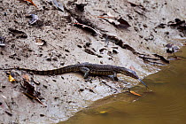 Water monitor lizard juvenile (Varanus salvator). Bako National Park, Sarawak, Borneo, Malaysia.