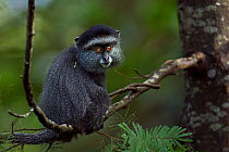 Stulmann's blue monkey (Cercopithecus mitis stuhlmanni) baby aged 9-12 months sitting on a branch. Kakamega Forest South, Western Province, Kenya.