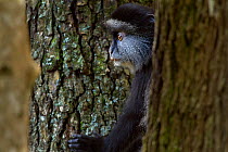 Stulmann's blue monkey (Cercopithecus mitis stuhlmanni) juvenile peering between tree trunks. Kakamega Forest South, Western Province, Kenya.