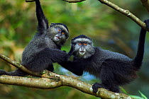 Stulmann's blue monkey (Cercopithecus mitis stuhlmanni) babies aged 9-12 months play fighting. Kakamega Forest South, Western Province, Kenya.