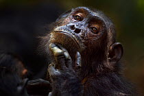 Eastern chimpanzee (Pan troglodytes schweinfurtheii) female 'Schweini' aged 20 years being groomed - portrait. Gombe National Park, Tanzania.