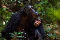 Eastern chimpanzee (Pan troglodytes schweinfurtheii) female 'Schweini' aged 20 years hooting with infant daughter 'Safi' aged 2 years sitting close by. Gombe National Park, Tanzania.