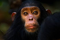 Eastern chimpanzee (Pan troglodytes schweinfurtheii) infant female 'Safi' aged 2 years portrait. Gombe National Park, Tanzania.