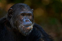 Eastern chimpanzee (Pan troglodytes schweinfurtheii) alpha male 'Ferdinand' aged 19 years feeding on Mbula fruit - portrait. Gombe National Park, Tanzania.