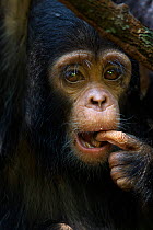 Eastern chimpanzee (Pan troglodytes schweinfurtheii) infant male 'Fifty' aged 9 months portrait. Gombe National Park, Tanzania.
