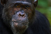 Eastern chimpanzee (Pan troglodytes schweinfurtheii) male 'Faustino' aged 22 years head portrait. Gombe National Park, Tanzania.