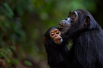 Eastern chimpanzee (Pan troglodytes schweinfurtheii) female 'Imani' aged 19 years sitting holding her male baby 'Ipo' aged 2 years. Gombe National Park, Tanzania.
