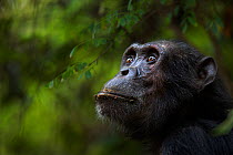 Eastern chimpanzee (Pan troglodytes schweinfurtheii) male 'Pax' aged 33 years head portrait. Gombe National Park, Tanzania.