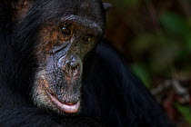 Eastern chimpanzee (Pan troglodytes schweinfurtheii) male 'Freud' aged 40 years head portrait. Gombe National Park, Tanzania.